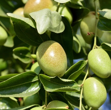 Benefits and uses of Jojoba Oil for Face and Skin